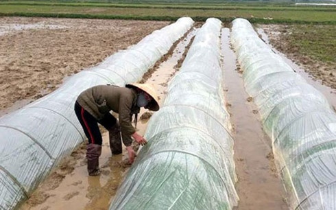 Nghệ An: Nhiều địa phương gieo mạ quá sớm
