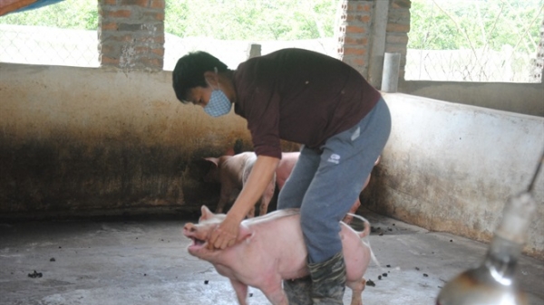 Hà Nội tiêu hủy hơn nửa triệu con lợn do dịch tả châu Phi
