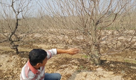 Dân trồng đào phản đối cách xử lý của chủ đầu tư dự án làm đường