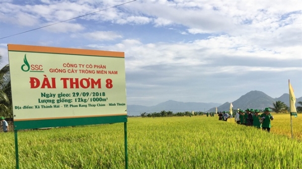 Giống lúa Đài Thơm 8 gây 'sốt' tại Ninh Thuận