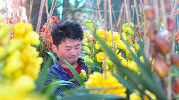 Nông dân trồng hoa cao cấp phục vụ Tết, thu tiền tỷ