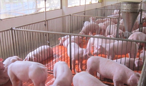 Kiên Giang: Đủ heo thịt cung cấp cho thị trường dịp tết
