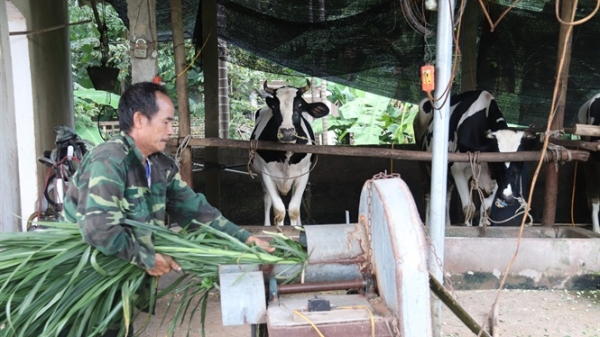 Chuỗi bò sữa an toàn đầu tiên ở Vĩnh Phúc