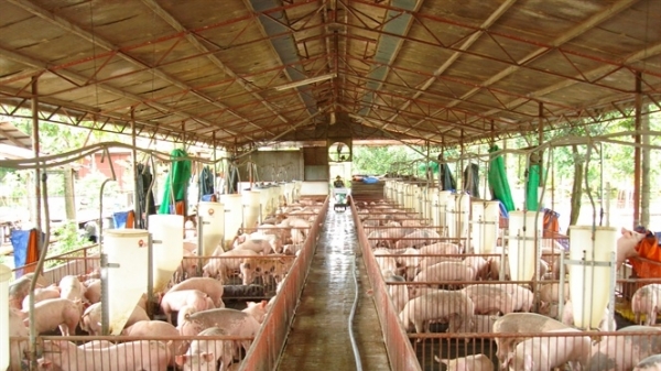 Hơn 50 doanh nghiệp nước ngoài muốn xuất khẩu thịt lợn vào Việt Nam