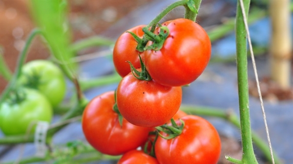 Vườn cà chua sạch, sai trái của nông dân Đà Lạt