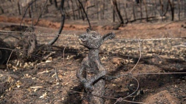 Cảnh tượng hơn 1 tỷ động vật chết do cháy rừng ở Australia