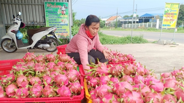 Bình Thuận: Giá thanh long dịp tết ở mức thấp, nông dân buồn xo