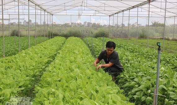 Hưng Yên: Thêm nhiều chuỗi sản xuất, tiêu thụ nông sản an toàn