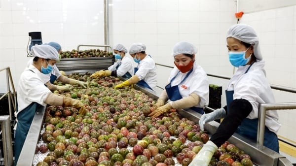 Gia Lai: Phấn đấu thành trung tâm chế biến rau quả của Tây Nguyên