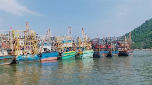 Bình Định 'cầu cứu' Thủ tướng vụ bảo hiểm tàu cá 67