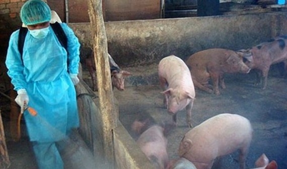 Công tác phòng, chống dịch tả lợn châu Phi đạt kết quả tích cực