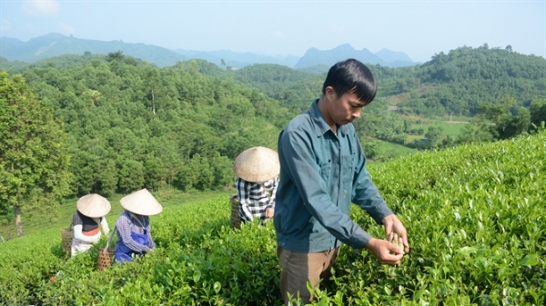 Mô hình nông nghiệp hữu cơ ở Tuyên Quang