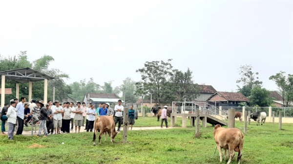 Xã nông thôn mới khai trương chợ mua bán bò tập trung