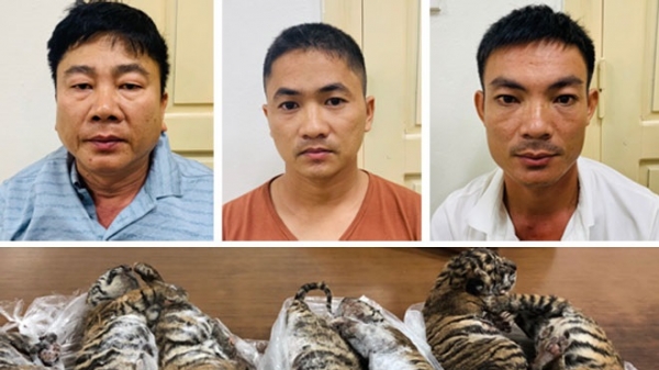 Lĩnh 6 năm tù giam vì buôn bán hổ xuyên quốc gia