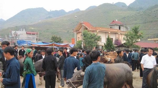 Hà Giang:  Phát triển chăn nuôi đại gia súc tại 4 huyện cao nguyên đá