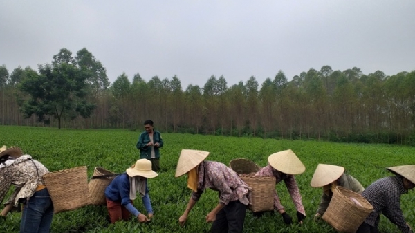 Cẩm Khê giải quyết việc làm mới cho 3.000 lao động nông thôn