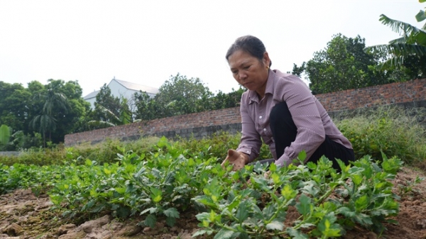 Làng trồng dược liệu hàng trăm năm ở Hưng Yên