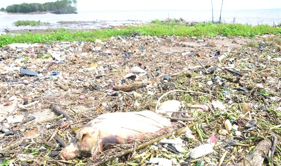 Phát hiện xác lợn chết trên bãi biển Gò Công