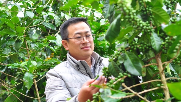 Tái canh cà phê ở Tây Nguyên vượt mốc 118 nghìn ha