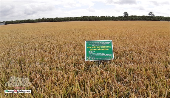 Cà Mau: Khảo nghiệm thành công nhiều giống lúa thích ứng với biến đổi khí hậu