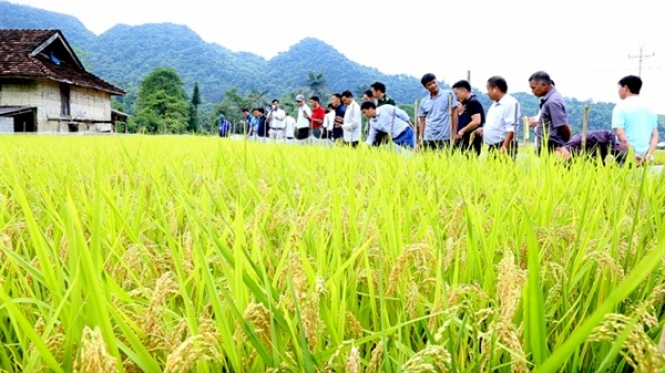 Hà Giang mở rộng diện tích trồng lúa Nhật giá trị cao