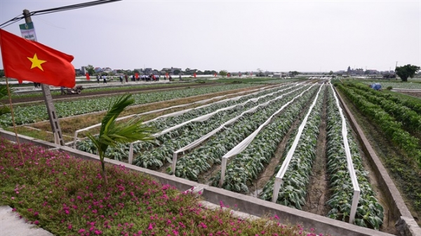 Cánh đồng bát ngát rau màu ở Thái Bình