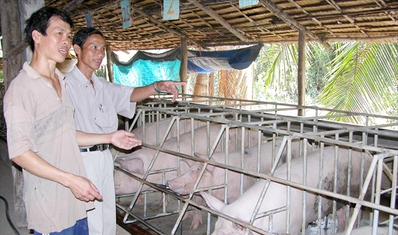 Kiên Giang: Thuê tư vấn xây dựng đề án phát triển chăn nuôi bền vững