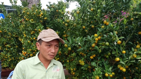 Khánh Hòa: Tràn ngập hoa tết ngóng người mua