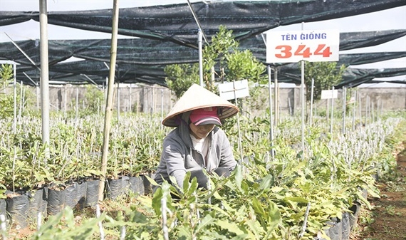 Quảng Trị nằm ngoài vùng quy hoạch trồng cây mắc-ca