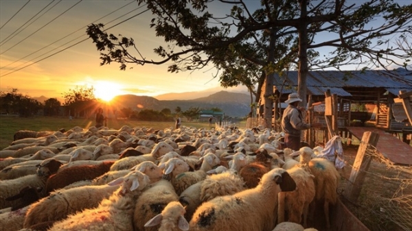 Những cô bé chăn cừu