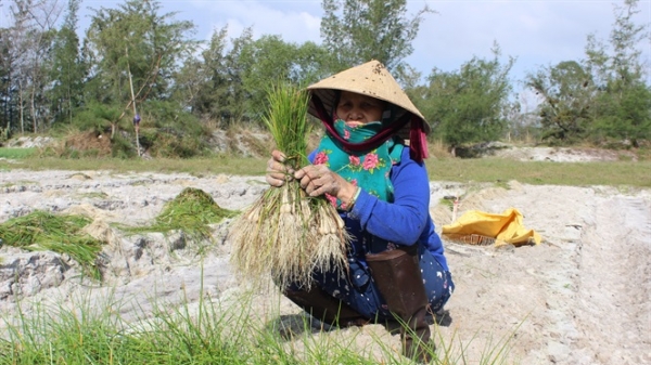 Nông dân xứ Quảng hối hả thu hoạch kiệu bán tết