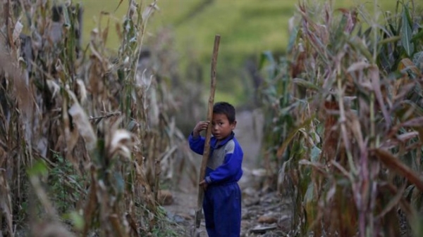 FAO lo Triều Tiên khủng hoảng lương thực