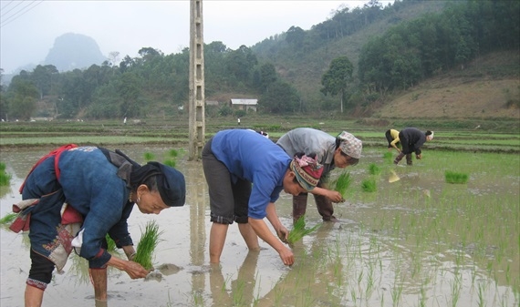 Tuyên Quang: Đảm bảo nước tưới cho 19.000 ha lúa xuân