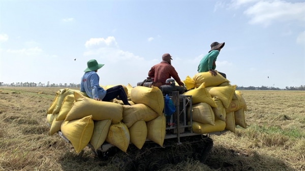 Sóc Trăng: Hơn 3.000 ha lúa thiệt hại nặng do hạn, mặn
