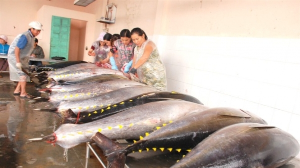 Cá ngừ đại dương rớt giá, ngư dân Bình Định kém vui