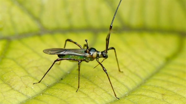 Tác hại của bọ xít muỗi và biện pháp phòng trừ