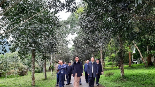 Đoàn công tác Bộ NN-PTNT trồng cây lưu niệm tại VQG Cúc Phương