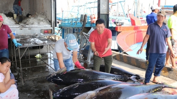 Khánh Hòa: Thị trường 'ăn chậm' cá ngừ đại dương