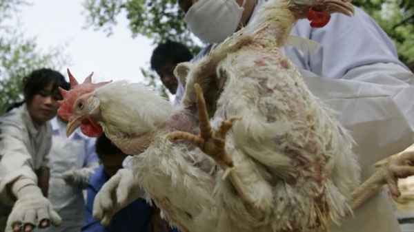 Trung Quốc có thể mất hàng trăm triệu con gà vì virus Corona
