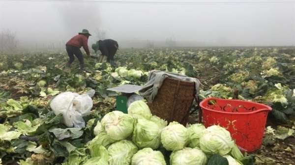 Sơn La: Ứ đọng hơn 70 tấn bắp cải