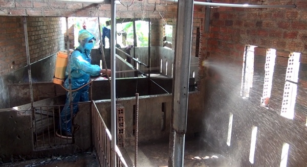Phú Yên: Hết bệnh dịch tả heo Châu Phi