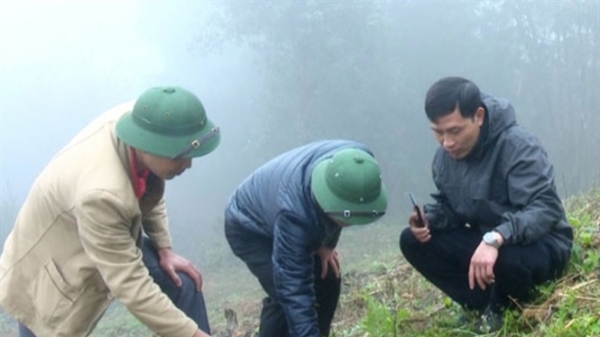 Lào Cai: Trồng thêm 100 ha cây lê phục vụ du lịch