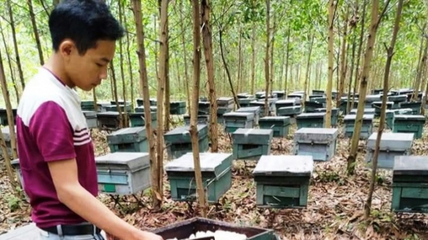 Hơn 200 tổ ong chết chưa rõ nguyên nhân