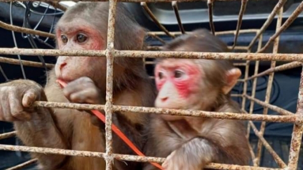 Vườn Quốc gia Vũ Quang cứu hộ khỉ mặt đỏ và trăn đất