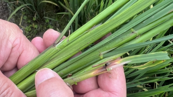 Cảnh báo bệnh khô vằn, đạo ôn và chuột gây hại trên lúa xuân