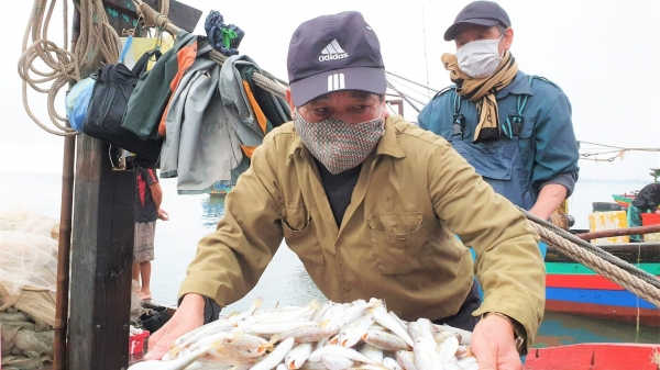 Ngư dân Hà Tĩnh thu hơn 1.100 tỷ đồng từ vụ cá Nam