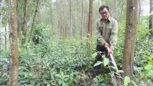 Phát triển rừng theo tiêu chuẩn FSC, tiến tới bán tín chỉ carbon