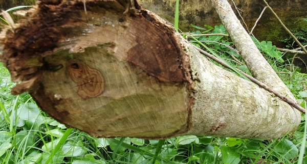 Hai cây gỗ sưa ở Bảo tàng huyện Hoằng Hóa bị chặt bán hay chết?