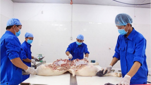 Nhập khẩu thịt vào Việt Nam có cần Hiệp định Thú y?