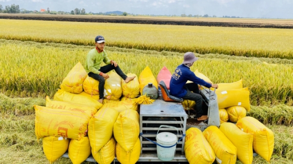 Lý do nào khiến Trung Quốc tăng mua nhiều gạo từ Việt Nam?